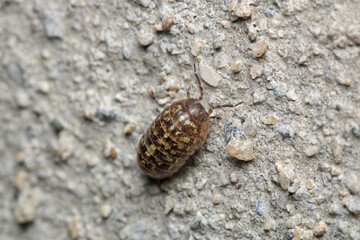 Isopods beetle animal macro photo