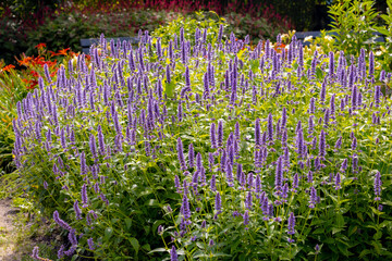 Selective focus of purple blue flower Korean mint in the garden, Blue Fortune or Agastache rugosa...