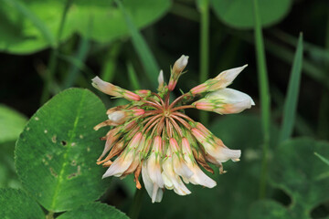 trifolium pratense plant macro photo
