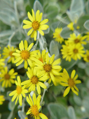 Yellow daisy bush blooming in the garden