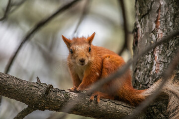 squirrel on a tree