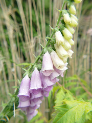 Purple and white foxglove flowers are growing wild in nature