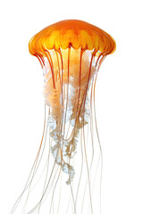 Jellyfish Isolated on White Background, Marine Life, Underwater Creature, Transparent Jellyfish, Ocean Wildlife, Sea Animal, Delicate Tentacles, Aquatic Beauty, Ethereal Marine Scene