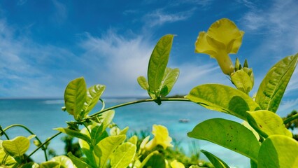 Fleur tropicale sur une mer turquoise