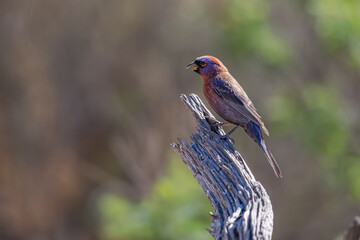 Varied Bunting