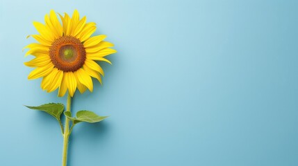 Close up top view of sunflower on blue background with copy space