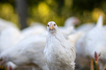 White chickens in a fence blurred background