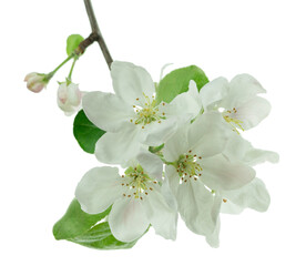 apple blossom, apple tree branch on on transparent, png.apple tree blossoms with green leaves , spring