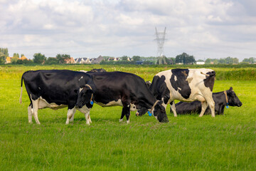 Fototapeta premium Flock of black and white Dutch cows standing and nibbling fresh grass on the field, Typical summer polder landscape in Holland, Open farm with dairy cattle on green meadow, Countryside of Netherlands.