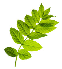 Elderberry. elderberry - a medicinal plant good for health. Green spring elderberry leaves. Isolated on transparent, png.