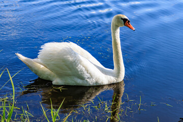 Close-up of a white swan swimming in the lake.