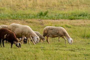 Flock of sheep grazing at sunset in Turkey