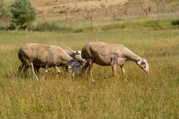 Obraz premium Flock of sheep grazing at sunset in Turkey
