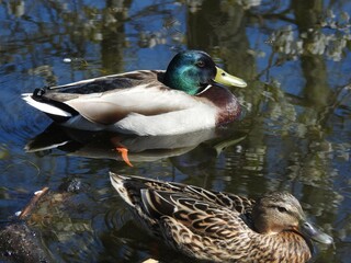 duck in the pond