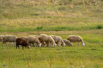 Fototapeta premium Flock of sheep grazing at sunset in Turkey