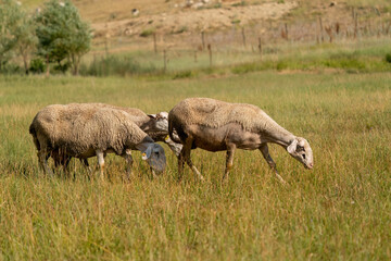 Flock of sheep grazing at sunset in Turkey