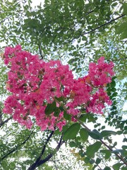 夏の日のサルスベリ