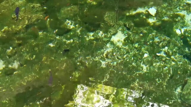 Fish catfish swim in the water cenote Tajma ha Mexico.