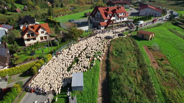 Traditional Redyk day celebration in Szczawnica, Poland