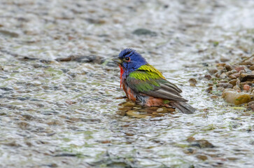 Painted Bunting