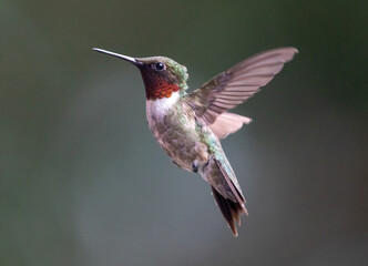 Isolated  Male Ruby-Throated Hummingbird Hovering Against a Blurred Background.