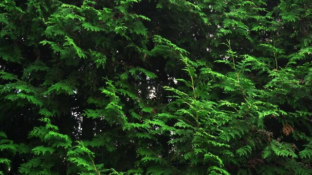 Spruce and pine texture background, slow panoramic motion