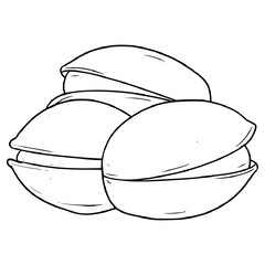 pistachio nuts illustration hand drawn outline vector