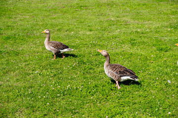 Ducks are searching for something to eat. Pair of ducks in natural habitat