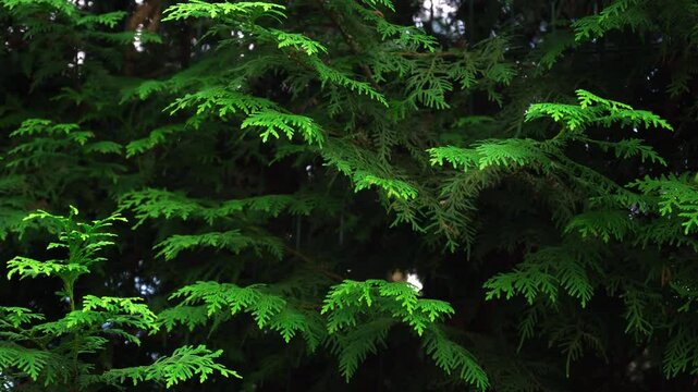 Spruce and pine texture background, close-up slow panoramic motion