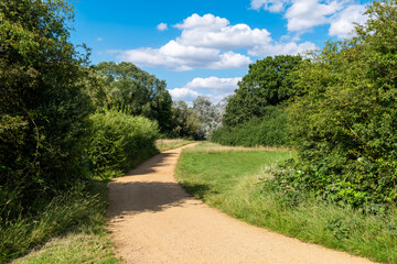 Walkway in a green summer forest in London, Hainault Forest Country Park