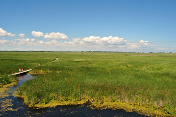 Marsh with tallgrass reeds with blue sky, a boardwalk with people, and buildings way in the background at Point Pelee in Ontario, Canada