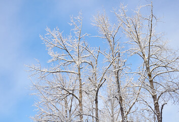Snow Covered Trees, Sunshine and Blue Sky