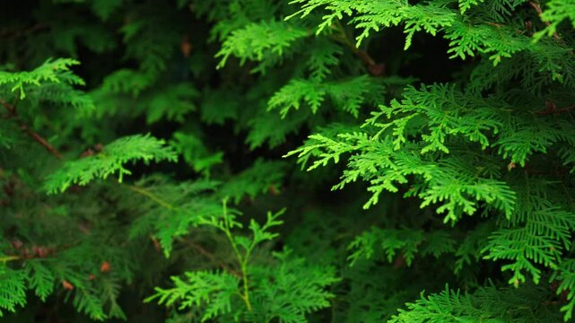 Spruce and pine texture background, close-up slow panoramic motion