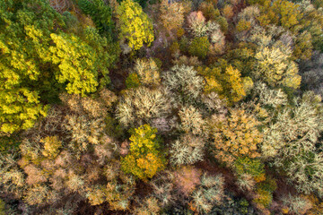 zenithal view of a deciduous forest in autumn from a drone