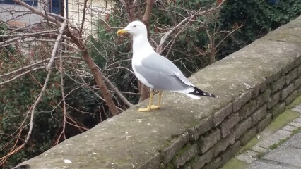 A seagull on a rock