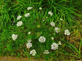 オルレア（オルラヤ）の白い花　せり科