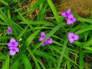 ムラサキツユクサの花