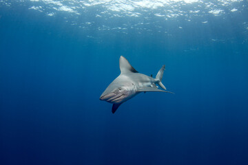 A curious sandbar shark approaches from the deep blue ocean