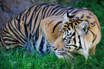 Crouching Tiger in the Grass