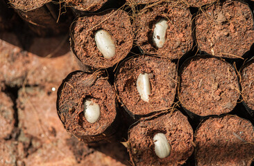 Plant seedlings from seeds in the plot from cuttings.