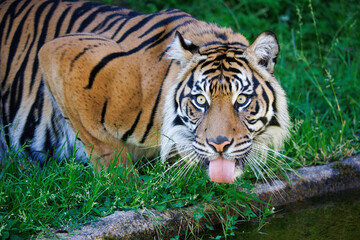 Tiger Sticking Out Its Tongue Near Water