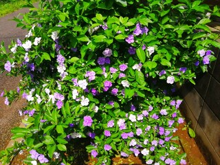 ニオイバンマツリ　紫から白へ花色が変化