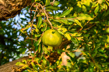 Ripe green Pomegranate Fruit on Tree Branch. The Foliage on the Background