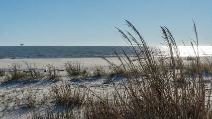 reeds in the sand