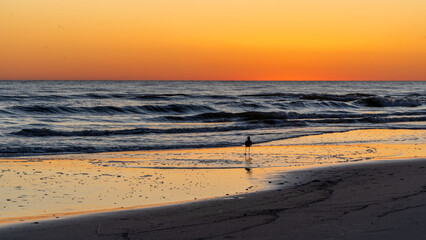 bird playing on shore during sunset at the beach