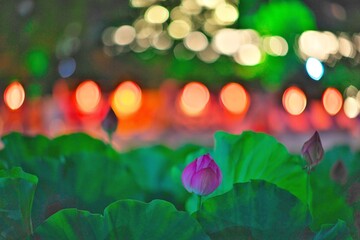 蓮の花と祭りの灯