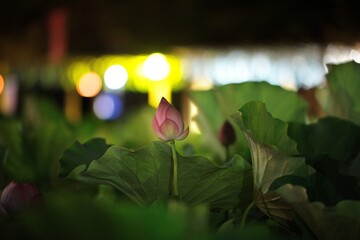 蓮の花と祭りの灯