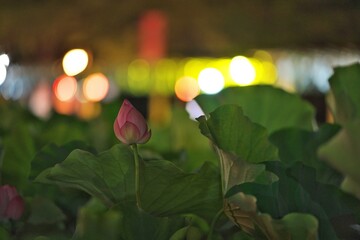 蓮の花と祭りの灯