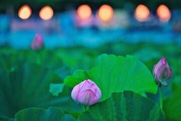 蓮の花と祭りの灯