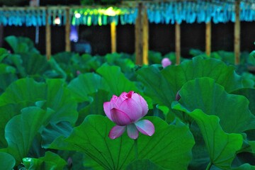 蓮の花と祭りの灯